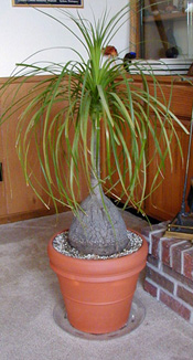 Ponytail (Nolina) Palm Ornamental Live Plant