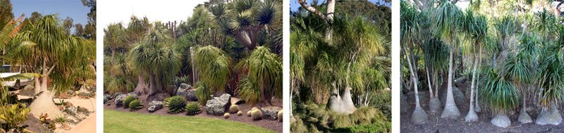 Ponytail palms planted in the ground at Quail Botanical Gardens, Encinitas, CA (L), Totara Waters, Auckland, New Zealand (LC), at the San Diego Zoo (RC), and at Lotusland, Santa Barbara, CA (R)