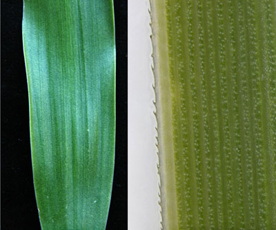 The leaves of the common ponytail palm, B. recurvata, may look smooth, but actually have sharp teeth that are seen only under magnification (right). These are tiny, soft and forgiving; other species have leaf edges that can draw blood if handled carelessly. 