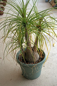 Grow ponytail palm in well-drained soil mix