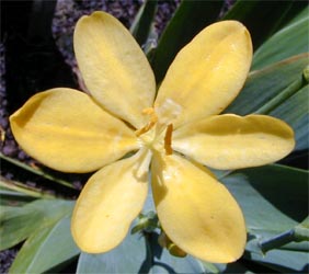 The cultivar 'Hello Yellow'