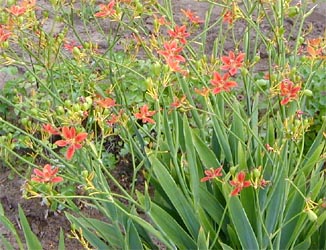 Blackberry lily or leopard lily in bloom.
