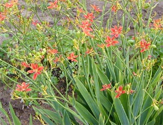 Lírio-De-Amora ou lírio-leopardo em flor.