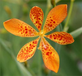 The flowers are typically bright orange with darker spots