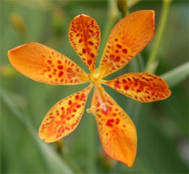 blommorna är vanligtvis ljusorange med mörkare fläckar