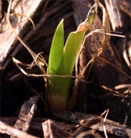 A blackberry lily seedling.