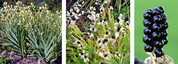 The flowers are followed by numerous seedpods, which open up to reveal the black seed clusters resembling blackberries that give rise to the common name of blackberry lily.