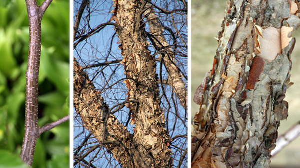 The branches of river birch are smooth with many lenticels (L), but the trunk and older branches are scaly or peeling (C and R), with variable color.