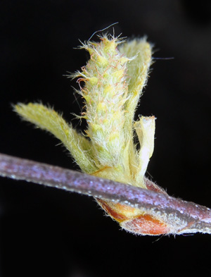 A female catkin.