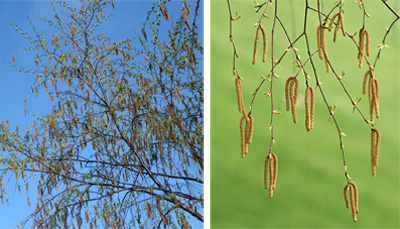 River birch in bloom (L) with the male catkins most noticeable (R).