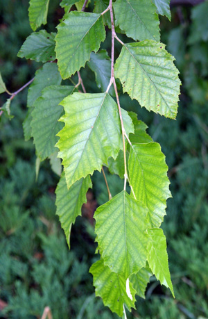 The leaves are diamond-shaped.