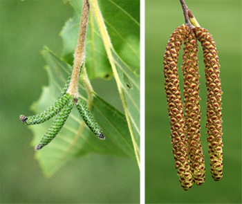 The male catkins are formed in fall (L) but mature in spring (R).