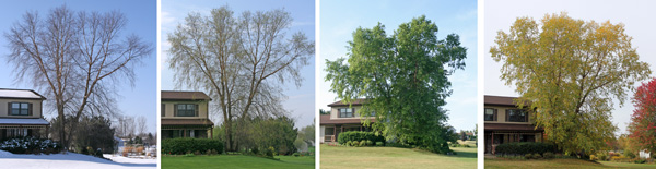 River birch in winter, spring, summer and fall.