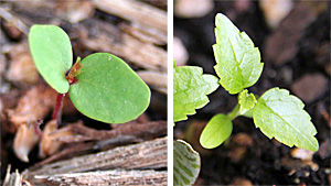 River birch seedling (L) and very young plant (R).