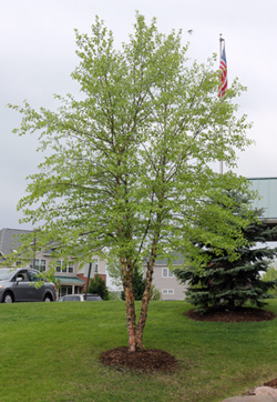 River birch, Betula nigra, has graceful form and attractive bark.