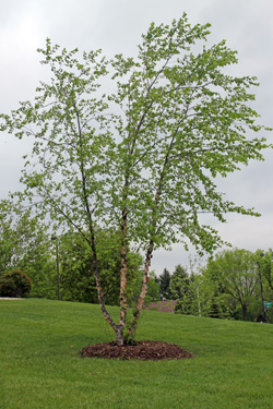 River birch should be planted in in full sun.