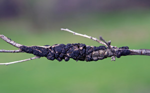 Knots can girdle branches or even the trunk.