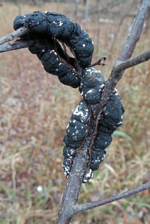 An old knot with white fungal growth.