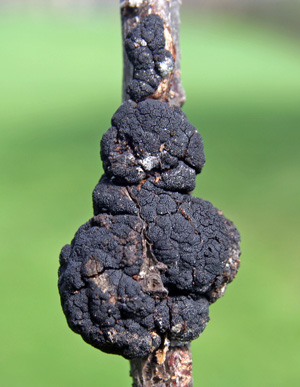 Prune out small galls before the fungus resumes growth in the spring.
