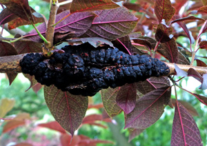 Knots are less noticeable when there are leaves on the tree.