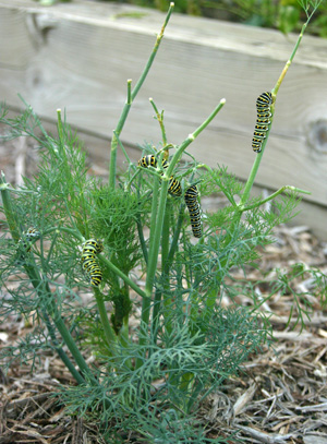 When numerous black swallowtail caterpillars could be considered a pest in gardens as they can consume entire plants (on dill in this photo).