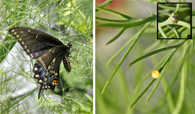 Female butterflies lay eggs on the larval host plants (L). The yellow eggs (R) turn dark right before hatching (insert).