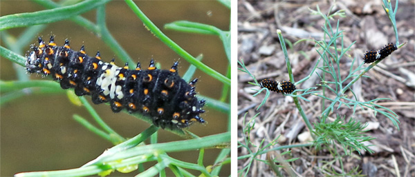The early instar caterpillars are black and spiny with a white saddle (L), resembling bird droppings (R).