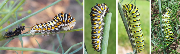 When the caterpillar molts from the 3rd to 4th instar it leaves the dark spiny form behind (L) and changes coloring (LC) to eventually become smooth and green with black markings (RC) that helps it blend in with the foliage (R).