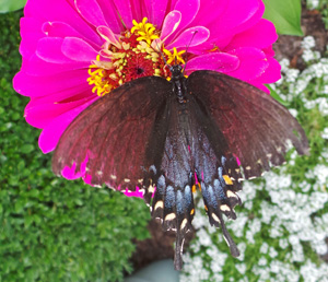 Encourage black swallowtails to visit by planting flowers.