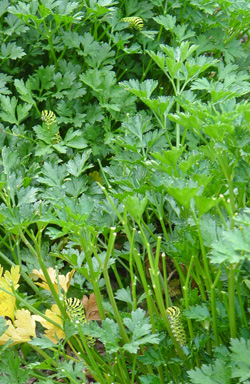 Parsley is a common host of the caterpillars in backyards.