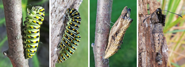 The mature caterpillar spins a slended silken band around its upper portion (L), to attach to a support (LC) where it changes in the pupal stage (RC). The adult will eventually emerge from the naked chrysalis (R).