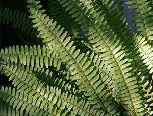 Nephrolepis exaltata has attractive, erect fronds.