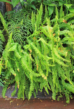 Boston fern does best with consistent moisture, but is fairly drought tolerant. 