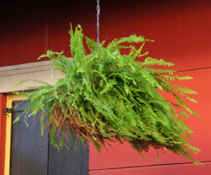 Boston fern is ideally suited for growing in a hanging basket.