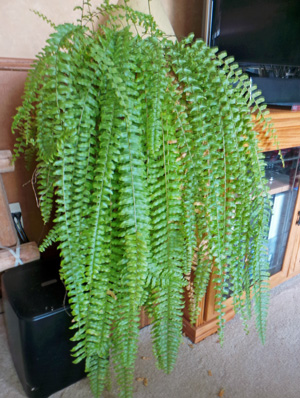 Boston fern is easily grown as a houseplant in medium bright light.