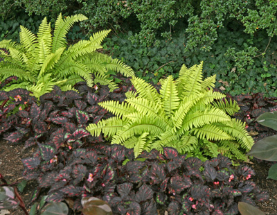 Small Boston ferns used as accents in a planting of annual foliage plants.