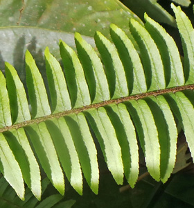 The broad fronds have alternate leaflets (pinnae) on either side of the midrib.