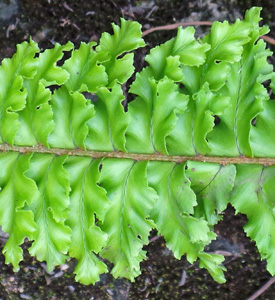 Many of the newer cultivars have ruffled or fine-textured pinnae.