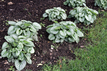 Jack Frost as an edging plant along a shady border.