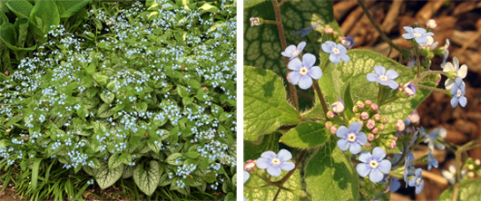 Jack Frost in bloom (L) and flowers (R).