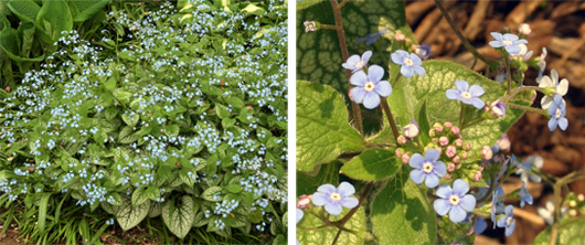 Jack Frost w rozkwicie (L) i kwiaty (R).