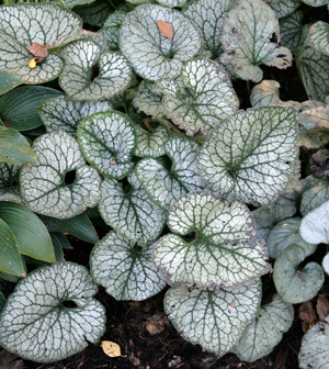 La Brunnera macrophylla 'Jack Frost' tiene un follaje brillante que ilumina cualquier jardín.