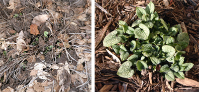 Jack Frost emerging in early spring (L) and new foliage in mid-spring (R).