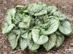 Młoda roślina 'Jack Frost'.