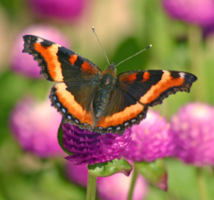 Butterflies add interest in a garden.