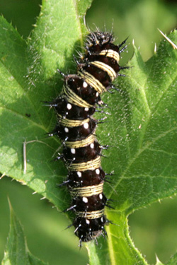 Avoid using pesticides - including BT - in the butterfly garden as they can kill butterflies and their caterpillars.