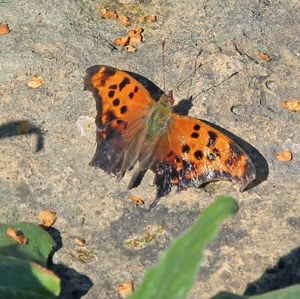 An eastern comma butterfly basks on a warm rock.