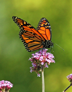 Verbena bonariensis is attractive to many butterflies.