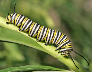 Every species needs it own type of food, such as milkweeds for this monarch caterpillar.