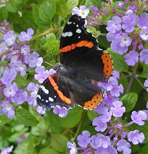 Lantana is an annual plant that is very attractive to butterflies.
